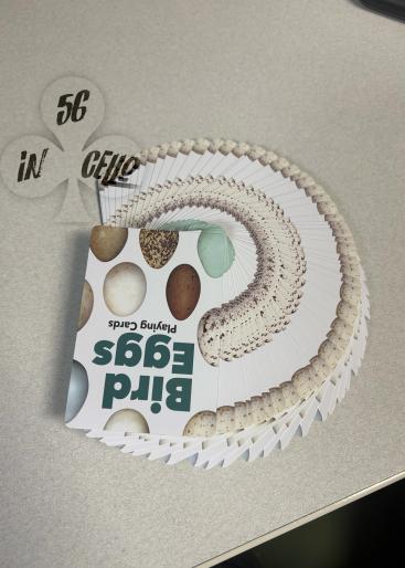Bird Eggs Gallery Photo 1
