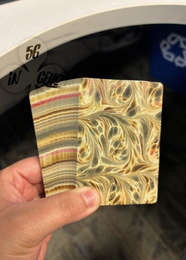 Animal Kingdom Gallery Photo 1