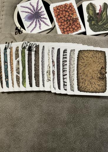 Zoo 52 - Colored Collection Gallery Photo 2