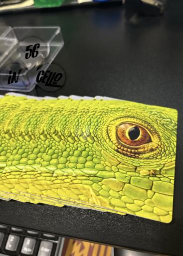 Iguana Eye Gallery Photo 1