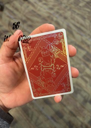 Pet Dog Gallery Photo 2