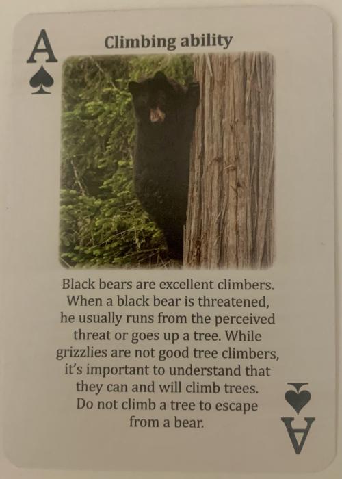 Bear Wise, Bear Safety Tips & Facts - Ace of Spades