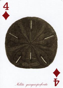 4 diamonds Image