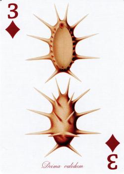 3 diamonds Image