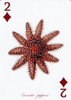 2 diamonds Image