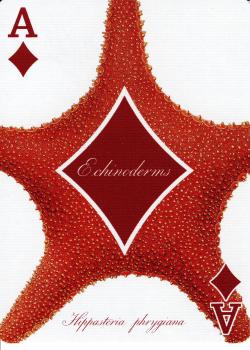 A diamonds Image