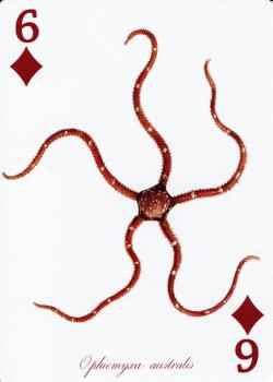 6 diamonds Image