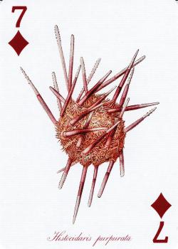 7 diamonds Image