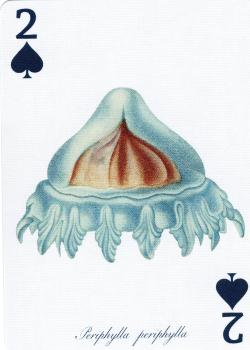 2 spades Image