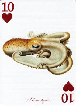 10 hearts Image