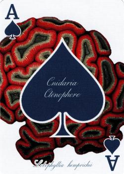 A spades Image