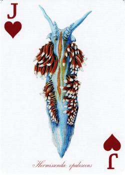 J hearts Image