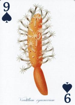 9 spades Image