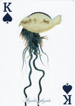 K spades Image
