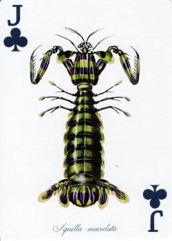 J clubs Image