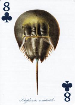 8 clubs Image