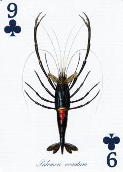 9 clubs Image