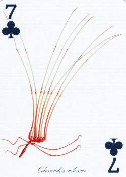 7 clubs Image