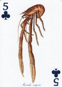 5 clubs Image
