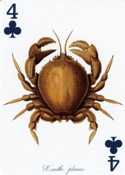 4 clubs Image