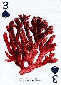 3 spades Image