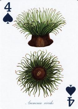 4 spades Image