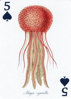 5 spades Image