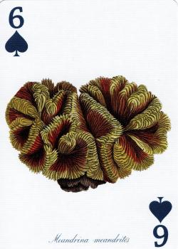 6 spades Image