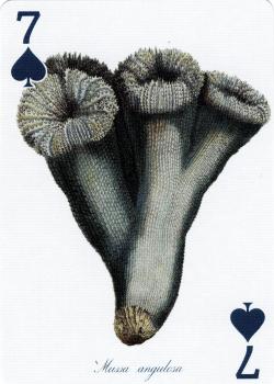 7 spades Image