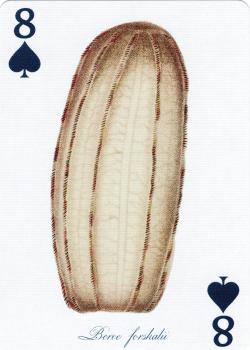8 spades Image