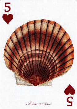 5 hearts Image