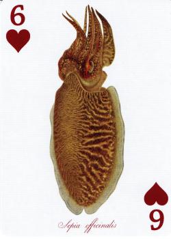 6 hearts Image