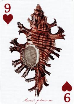9 hearts Image
