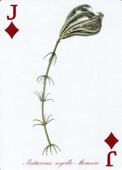 J diamonds Image