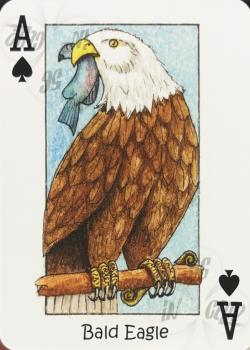 A spades Image