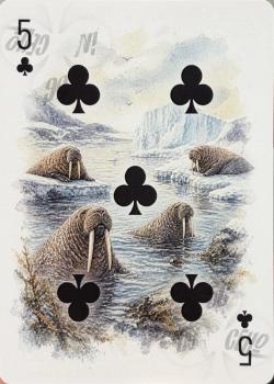 5 clubs Image