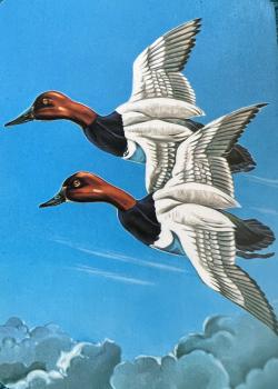 Common Mergansers Thumbnail