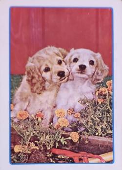 Puppies in Garden, Astor Thumbnail