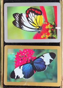 Congress - Butterflies Thumbnail