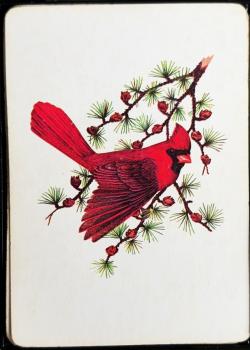 Northern Cardinal Thumbnail