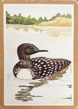 Common Loon - Tan Thumbnail
