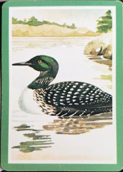 Cape Shore - Common Loon - Green Border Thumbnail