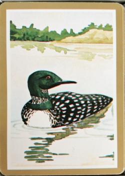 Cape Shore - Common Loon - Tan Border Thumbnail