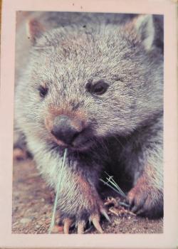 Steve Parish's Wild Australia Front Thumbnail Image