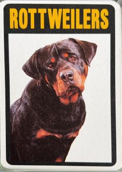Rottweilers 1 Thumbnail