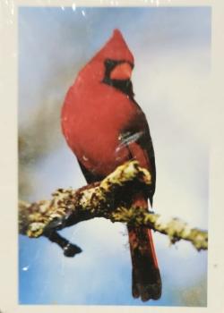 Red Cardinals Front Thumbnail Image