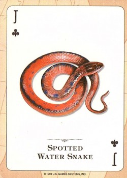 Reptiles & Amphibians Of The World (The Natural World) by US Games System – tuck box back