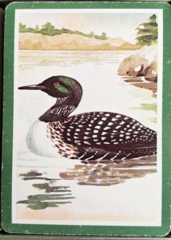 Common Loon - Green Thumbnail