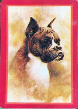 Boxer Thumbnail