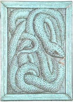 Zoo 52 - Bamboo Pit Viper Front Thumbnail Image